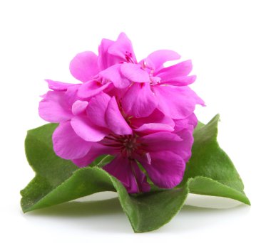 Sardunya çiçekleri