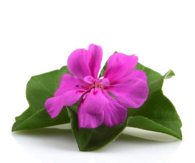 Stok Fotoğraflar - renkli görüntü