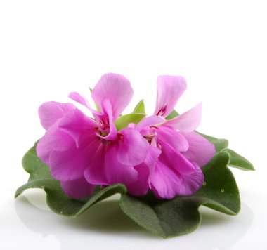 Sardunya çiçekleri