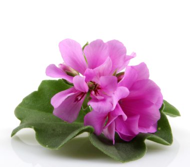 Stok Fotoğraflar - renkli görüntü