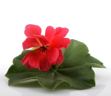 Sardunya çiçekleri