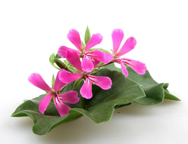 Geranium Flowers — Stock Photo, Image