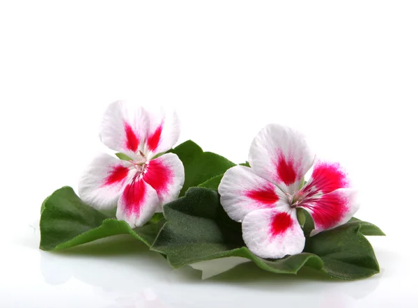 Geranium bloemen — Stockfoto