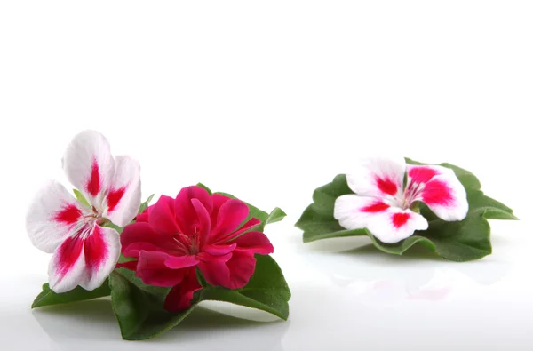 Geranium Flowers — Stock Photo, Image