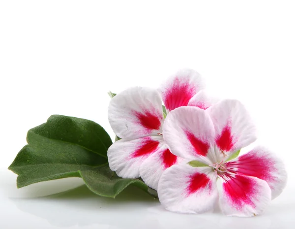 Bodziszek kwiaty — Zdjęcie stockowe