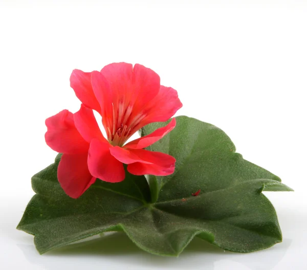 Geranium Flowers — Stock Photo, Image