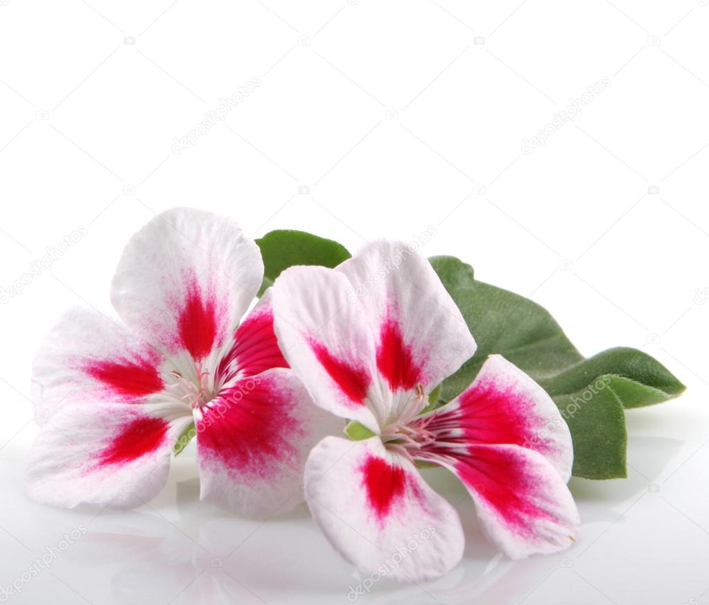Geranium Flowers