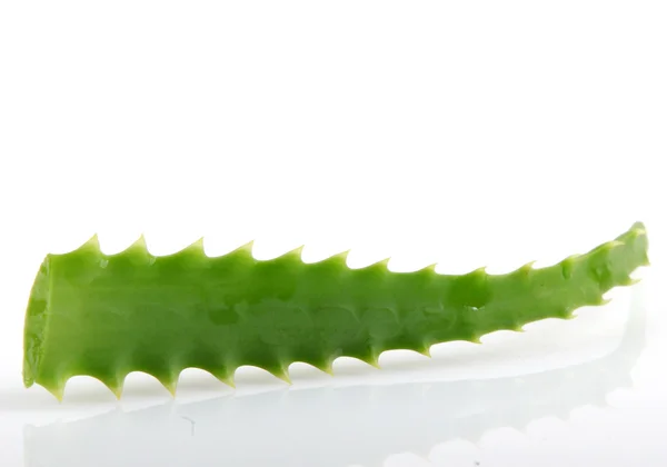 Aloe vera — Foto Stock