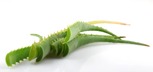 Aloe vera — Fotografia de Stock