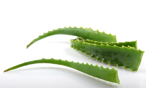 Aloe vera — Stok fotoğraf