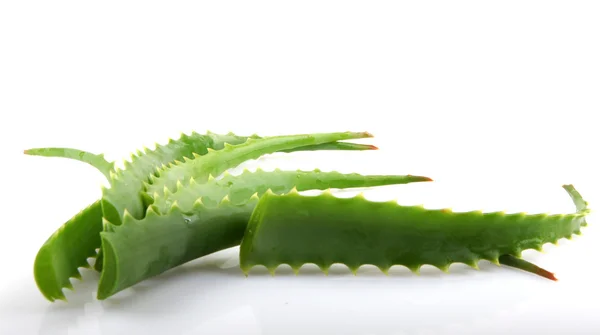 Aloe Vera — Stockfoto