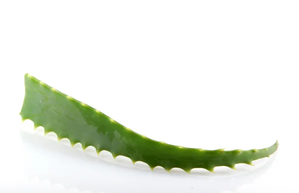 Aloe vera —  Fotos de Stock