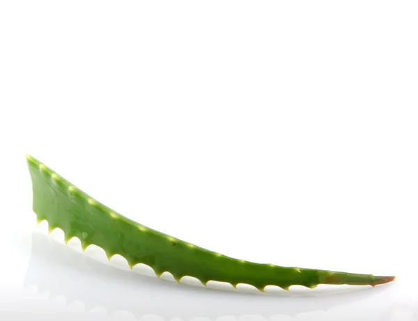 Aloe vera —  Fotos de Stock