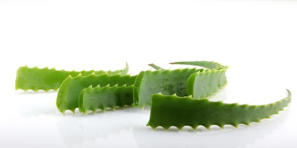 Aloe vera — Stock Photo, Image