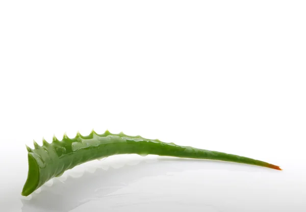 Aloe vera — Foto de Stock