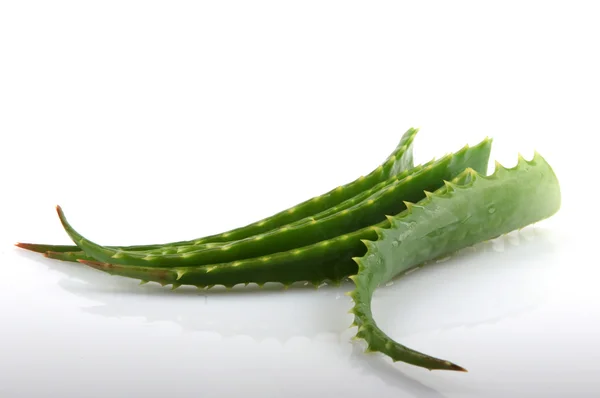 Aloe vera — Foto Stock