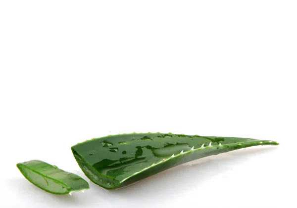 Aloe vera — Stock Fotó