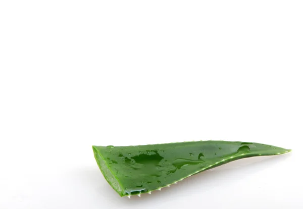 Vera aloe — Stok Foto