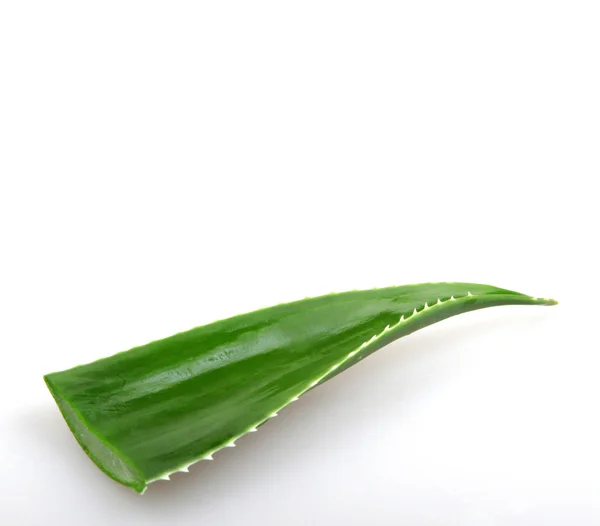 Aloe vera — Stock Fotó