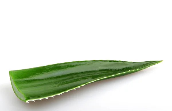 Aloe vera — Photo