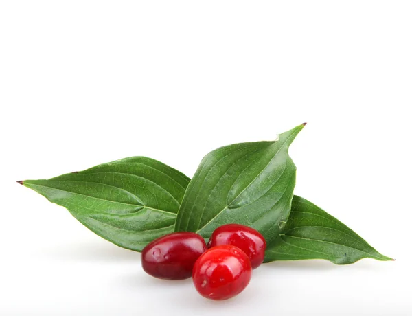 Fresh cornel berries — Stock Photo, Image