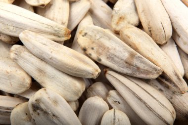 Organik ayçiçeği tohumu