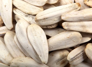 Organik ayçiçeği tohumu