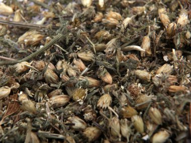 Achillea millefolium