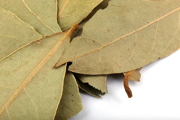 Hoja de Bahía — Foto de Stock