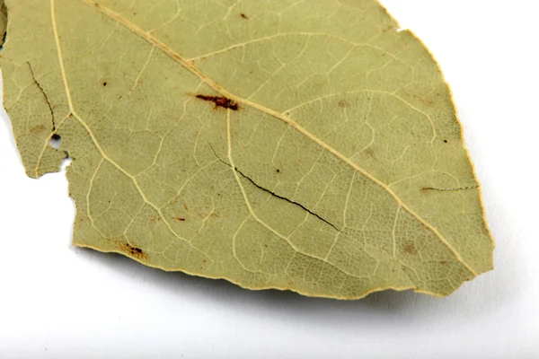 Bay leaf — Stock Photo, Image