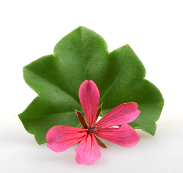 Pelargonium Flores — Fotografia de Stock