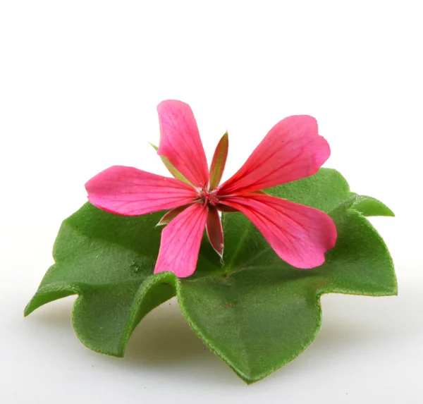 Pelargonienblüten — Stockfoto