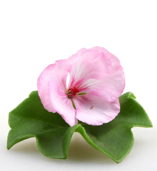 Pelargonienblüten — Stockfoto