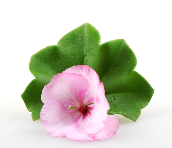 Pelargonienblüten — Stockfoto