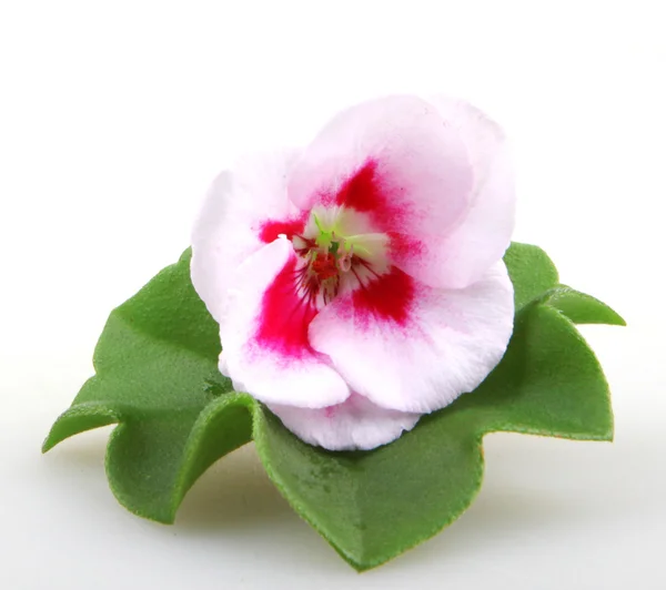 Pelargonium Flores — Fotografia de Stock