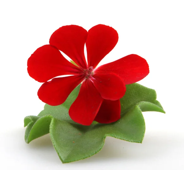 Pelargonium blommor — Stockfoto