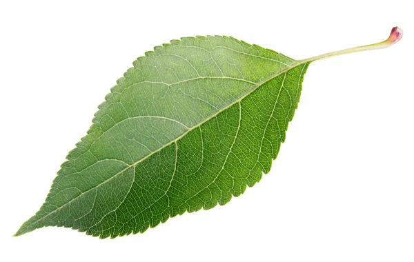 Foglia di mela verde su bianco — Foto Stock