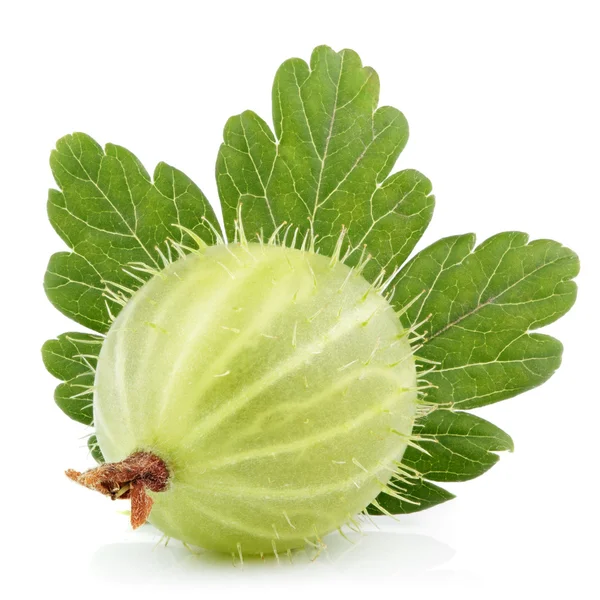 Grosella verde con hoja sobre blanco — Foto de Stock