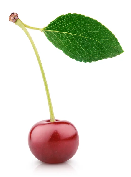 Bayas de cereza con hojas aisladas en blanco — Foto de Stock