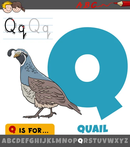Educational Cartoon Illustration Letter Alphabet Quail Bird Animal Character Children — Stock Vector
