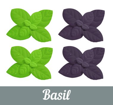 İzole edilmiş taze yeşil ve mor aromalı fesleğen yaprakları üzerine su damlatan fesleğen.