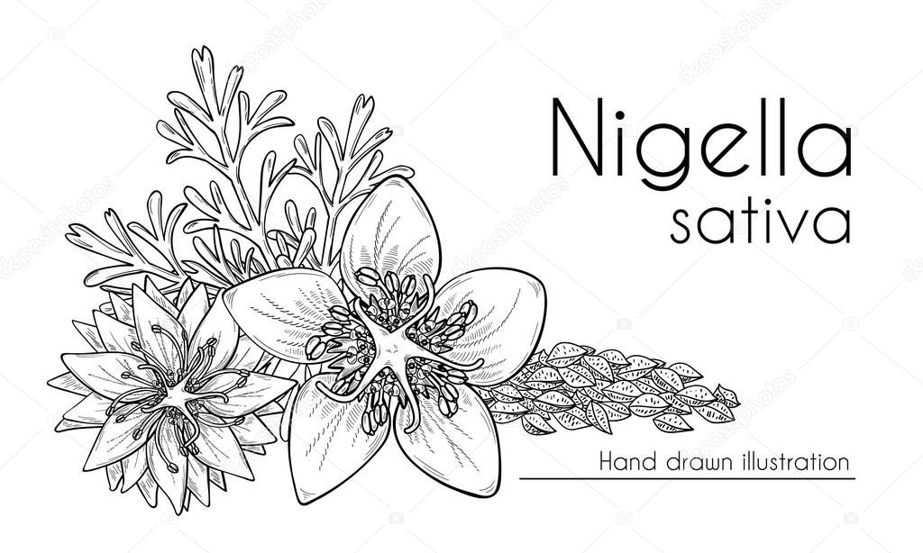 Nigella sativa flowers, seeds and leaves, black cumin. Hand drawn design, line art, vector illustration. ulinary ingredient or cosmetic