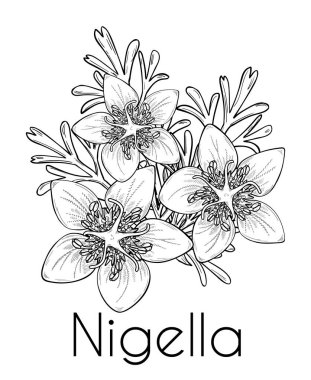 Nigella sativa çiçekleri ve yapraklar, siyah kimyon. El çizimi tasarımı, çizgi sanatı, vektör çizimi. Mutfak malzemesi ya da kozmetik