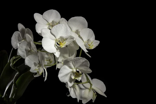 Orchide — Foto Stock