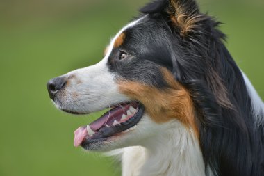 bir Avustralya çoban köpeği