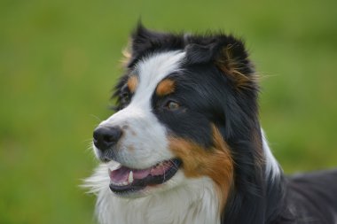 bir Avustralya çoban köpeği