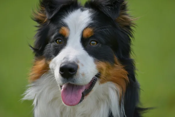 澳大利亚牧羊犬 — 图库照片