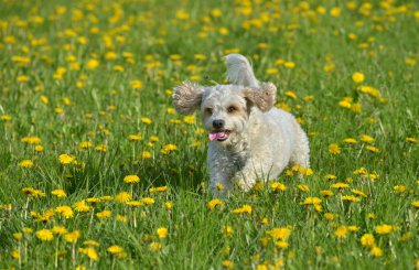 küçük beyaz bir köpek