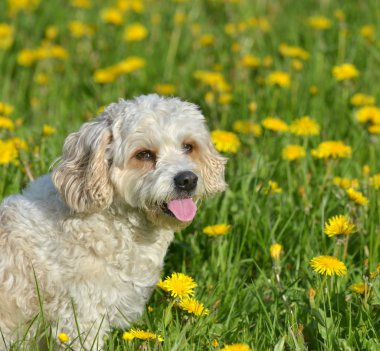 küçük beyaz bir köpek