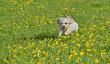 küçük beyaz bir köpek
